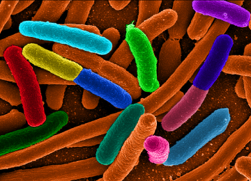 slideshow – bacteria